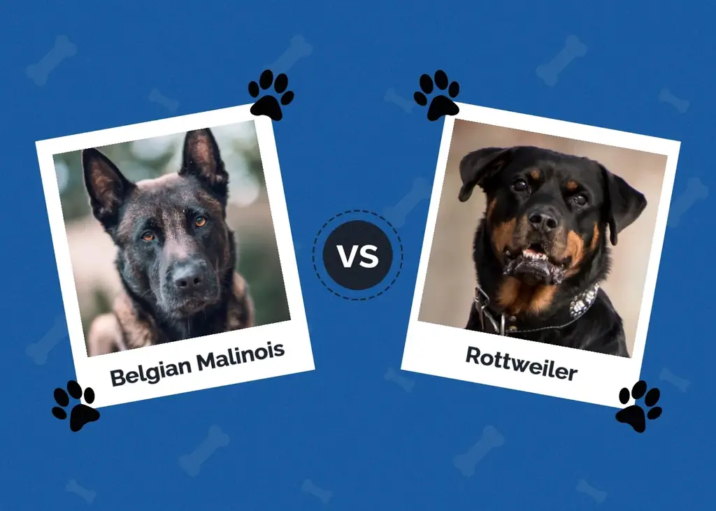 Belgijski Malinois protiv Rottweilera: Glavne razlike (sa slikama)