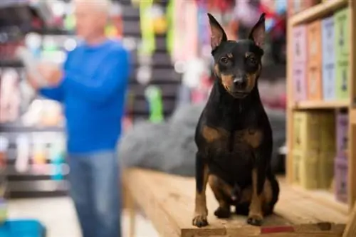 Doberman pinscher kutya portréja, aki ül egy kisállat boltban, miközben a tulajdonosa kutya kellékeket választ