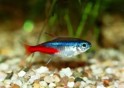 neonowa tetra