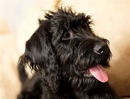 Белгийска овчарка (Belgian Sheepdog & Poodle Mix): информация, снимки