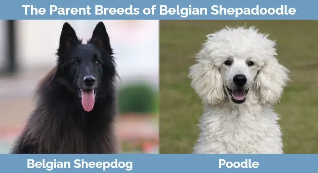 Breed induk dari Belgian Shepadoodle