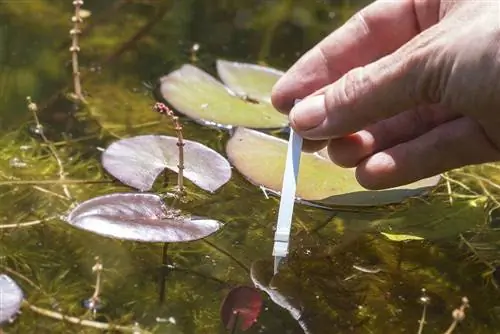 trempage de la bandelette de test de pH sur l'étang