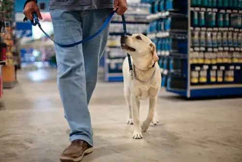 bir mağazanın içinde tasmalı köpeği olan adam