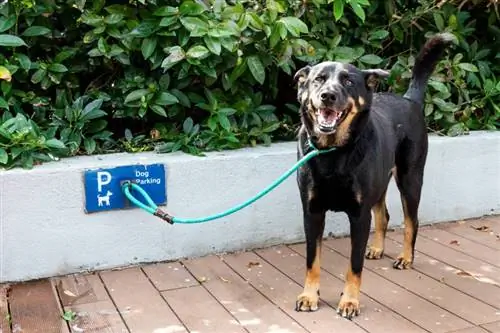 hond aangelijnd op aangewezen hondenparkeerplaats van winkelcentrum