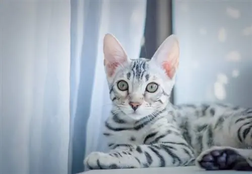 Silver Bengal Cat: حقائق ، أصل & التاريخ (بالصور)