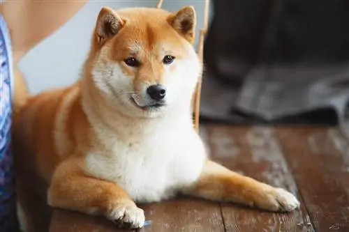 Bugun bilishingiz kerak bo'lgan 15 ta ajoyib Shiba Inu faktlari