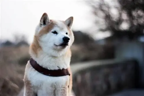 Shiba inu Yaponiyadan kənarda