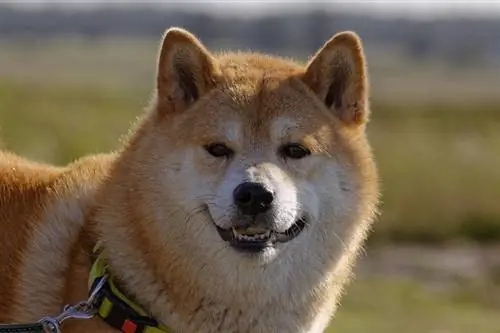 4 Shiba Inu krāsas, marķējumi & varianti (ar attēliem)