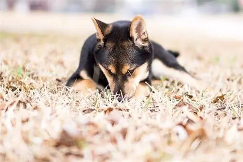 Svart og Tan Shiba Inu