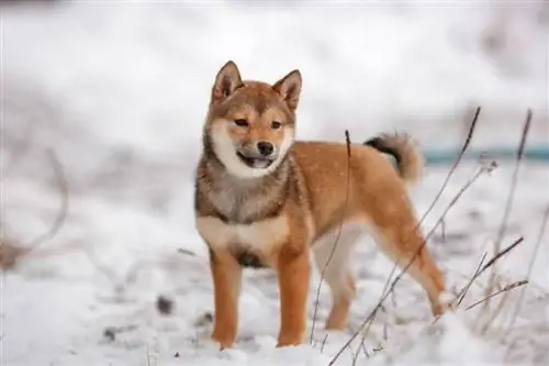 shibu inu sésamo