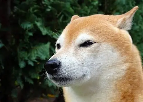 Shiba Inu: informācija, attēli, raksturlielumi & fakti