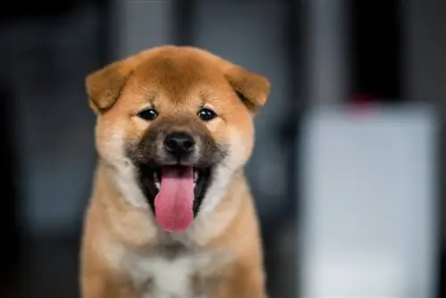 shiba-inu šteniatko s vyplazeným jazykom