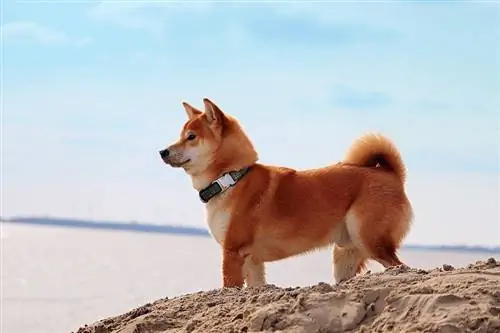 Shiba Inu Hondenras Info