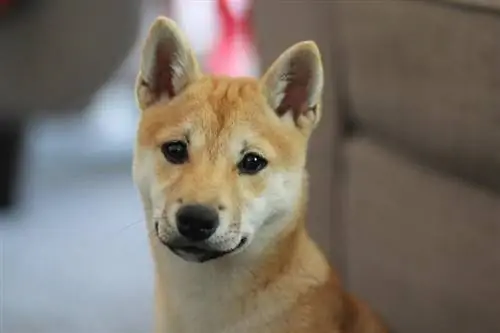 Shiba Inu Hondenras Info