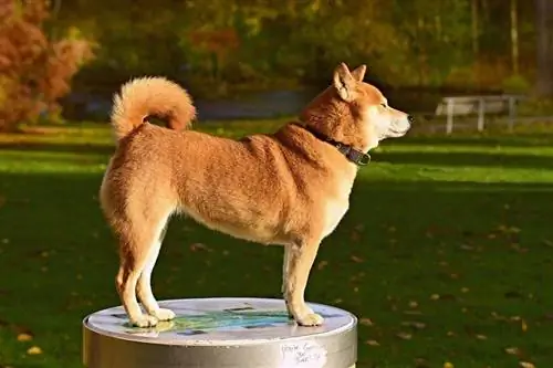 Informações sobre a raça Shiba Inu