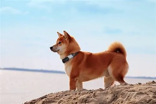 Shiba inu