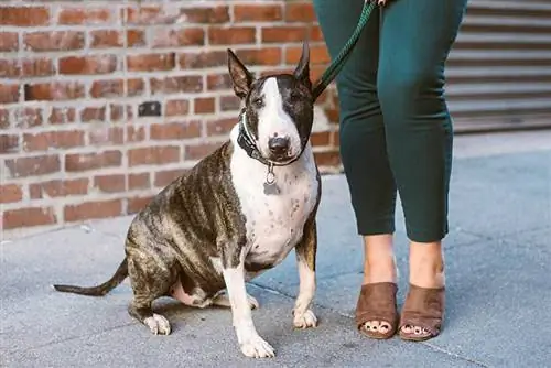 avistou Bull Terrier sentado ao lado de uma mulher perto de uma parede