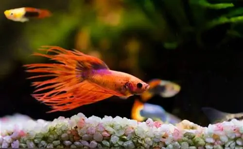 Quanto sale dell'acquario dovresti usare per gallone per un acquario Betta?