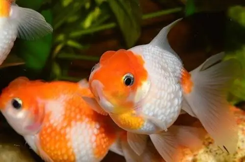 Pearlscale goldfish