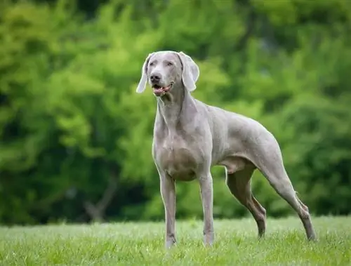 perro weimaraner de pie al aire libre