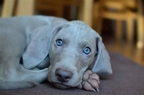 স্ট্রাইপ সঙ্গে weimaraner কুকুরছানা