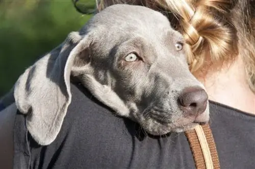 kvinna kramar en silvergrå weimaraner