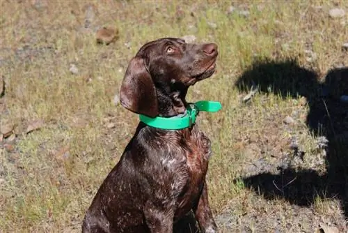 Weimaraner məşqdə