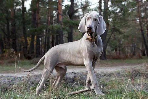 ወንድ ብር weimaraner