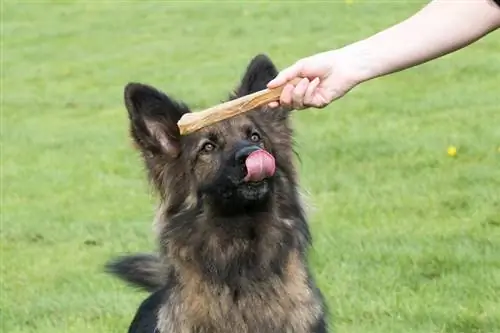 Da li psi imaju okusne pupoljke? Činjenice koje je pregledao veterinar & FAQ