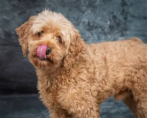 chien goldendoodle léchant sa bouche