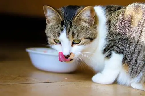 pusang kumakain mula sa feeding bowl