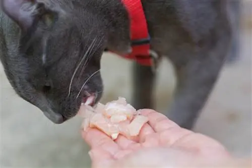 memberi makan kucing dengan ayam mentah