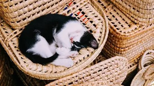 bola kucing hitam dan putih sedang tidur