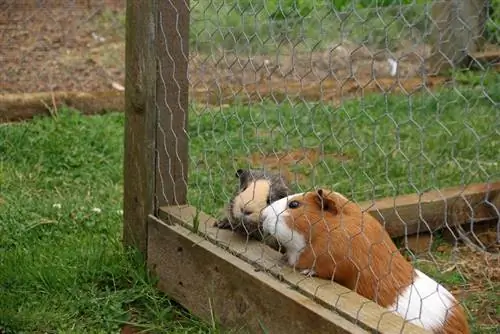 Mogu li zamorci živjeti vani? Sigurnosni vodič pregledan od strane veterinara