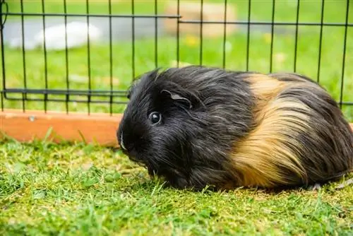 guinea pig di dalam sangkar luar