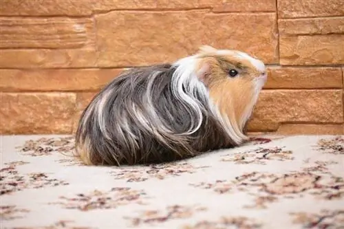 pandangan sisi guinea pig