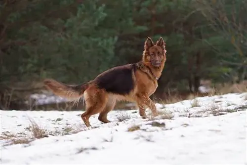 daim siab german shepherd nyob rau hauv lub snow