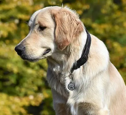 hund med sølv potemerker