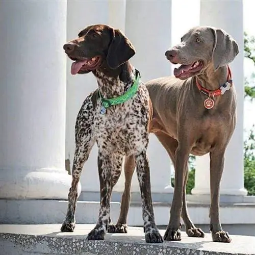 hunder som bærer Dogtuff ID-brikker