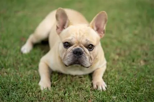 Adorable bulldog francés acostado sobre hierba verde en un parque