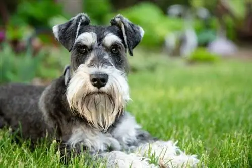 schnauzer nhỏ muối và hạt tiêu nằm trên cỏ xanh