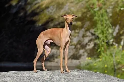 Italian Greyhound sawv