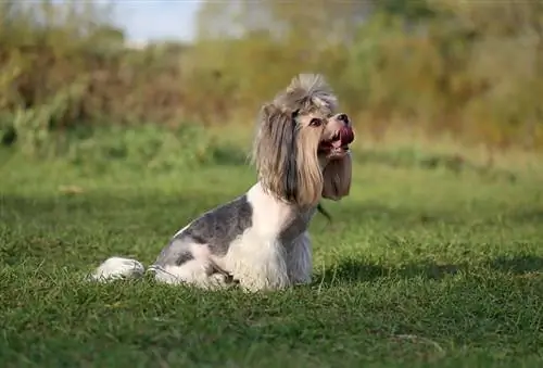 perro biewer terrier sentado en la hierba