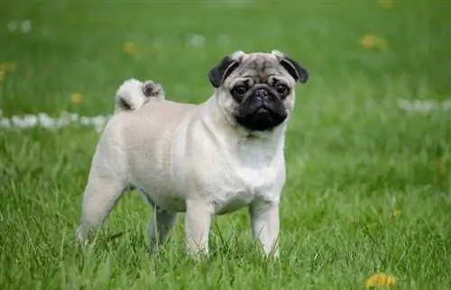 pug parado afuera