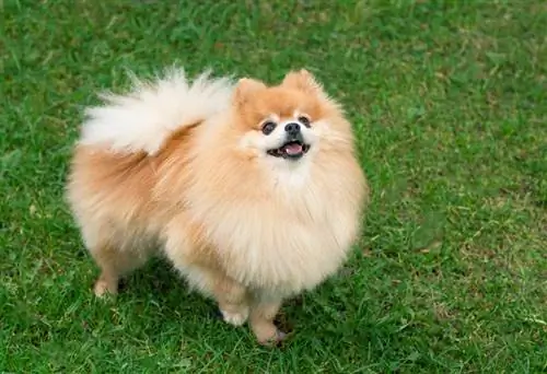 perro pomerania mirando hacia arriba