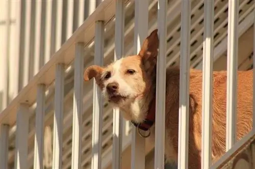 Como proteger grades de varanda à prova de cães - 8 ótimas maneiras