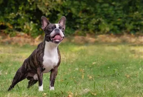 Boston Terrier posando en el jardín