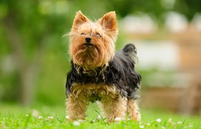 yorkshire terrier standard în picioare pe iarbă