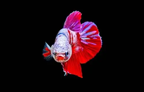 Betta Fish Popeye. պատճառներ, բուժում & Կանխարգելում