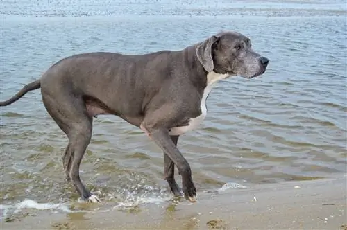 Duitse dog in de kust